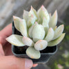 Echeveria Machete