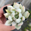 Echeveria Machete
