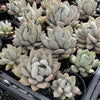 Echeveria Machete