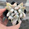Echeveria Machete