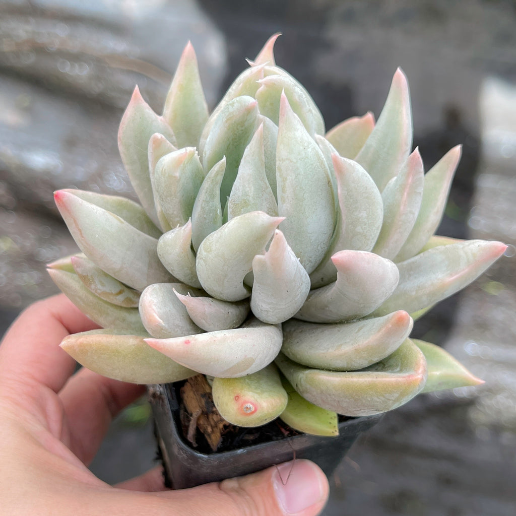 Echeveria Machete