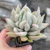 Echeveria Machete