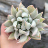 Echeveria Machete
