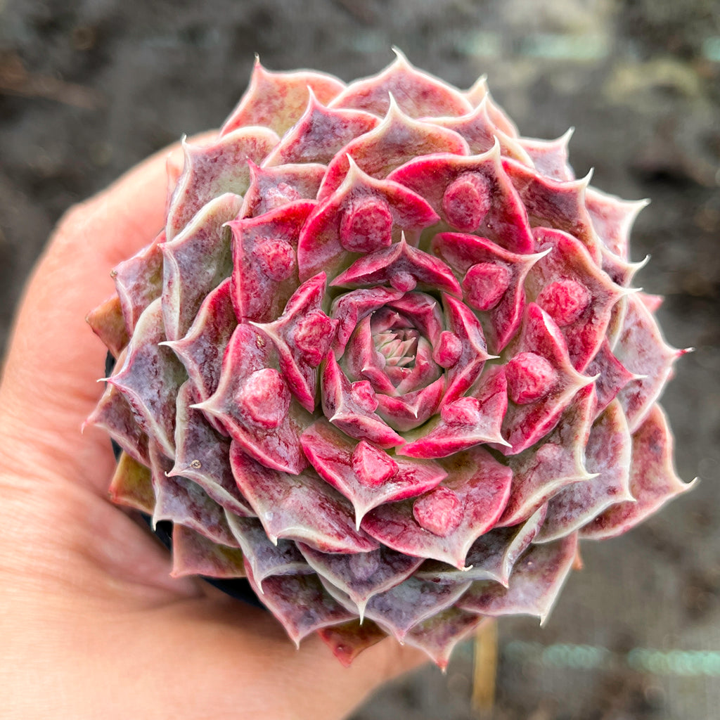Echeveria Hyalina x Echeveria Romeo Ebony