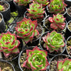Echeveria 'Sara-Bonnie' | Korea Form