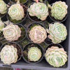 Echeveria 'Cream Elegans'