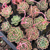 Echeveria Snowflake "Angel"