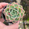 Echeveria Snowflake "Angel"