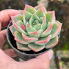 Echeveria Snowflake "Angel"