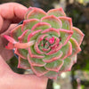 Echeveria Snowflake "Angel"