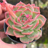 Echeveria Snowflake "Angel"