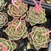 Echeveria Snowflake "Angel"