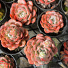 Echeveria 'Amanda'