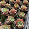 Echeveria 'Petrelia' | Korea Form