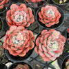 Echeveria 'Amanda'