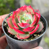 Echeveria 'Petrelia' | Korea Form