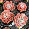 Echeveria 'Amanda'