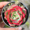 Echeveria 'Petrelia' | Korea Form