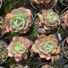 Echeveria 'Petrelia' | Korea Form