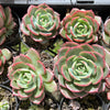 Echeveria 'Petrelia' | Korea Form