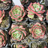 Echeveria 'Petrelia' | Korea Form