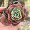 Echeveria 'Petrelia' | Korea Form