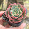 Echeveria 'Petrelia' | Korea Form