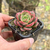Echeveria 'Petrelia' | Korea Form