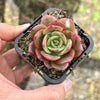 Echeveria 'Petrelia' | Korea Form
