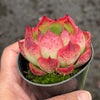 Echeveria Soul Heart