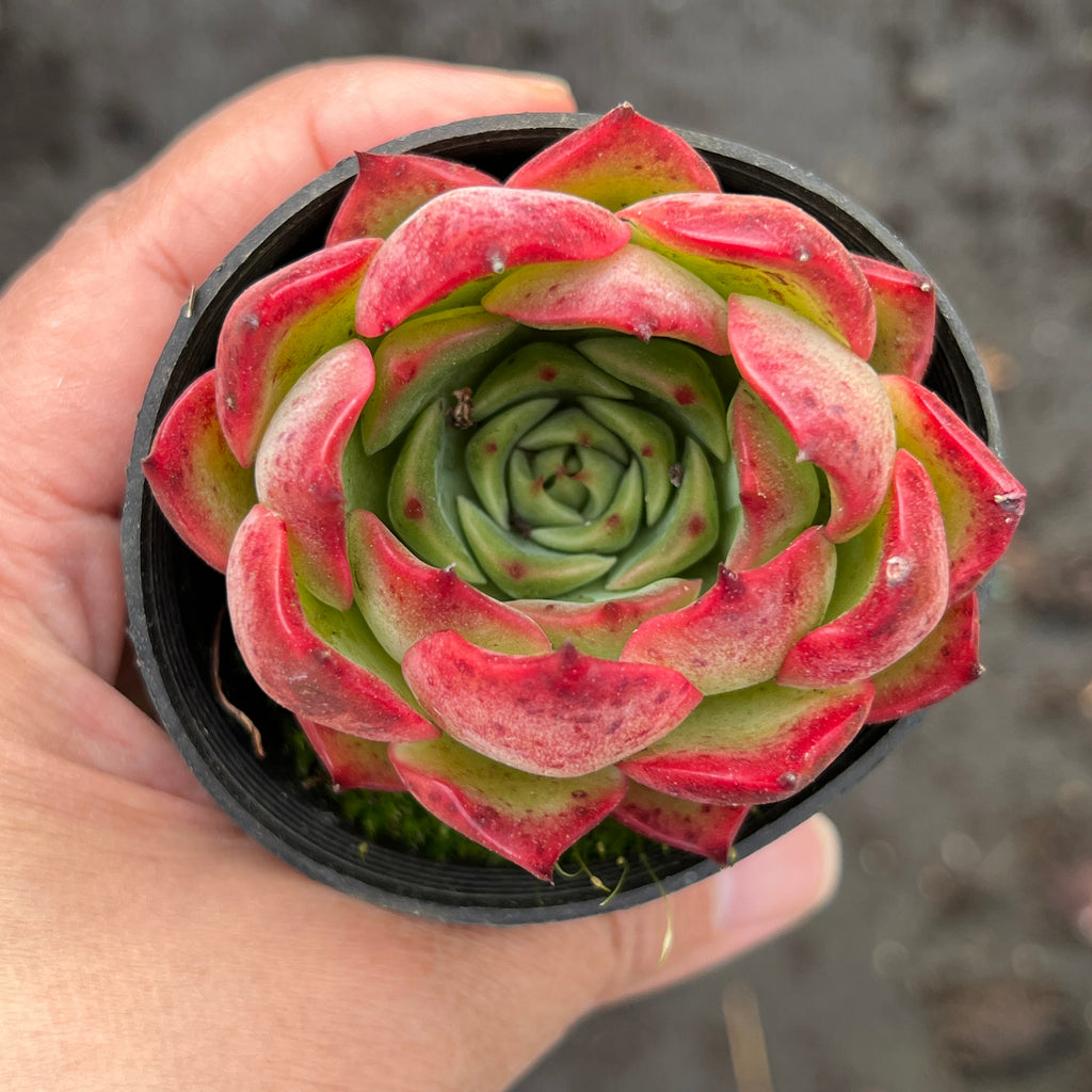 Echeveria Soul Heart