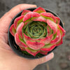 Echeveria Soul Heart