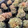 Echeveria 'Mexican Poldensis' CREST