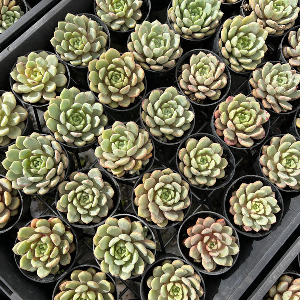 PACK of 10 PLANTS] x Echeveria 'Love me' – LET LOVE GROW