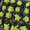 Greenovia Dodrentalis Variegated (w/pup)