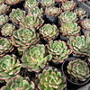 Echeveria nodulosa x minima