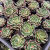 Echeveria nodulosa x minima