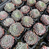 Echeveria pinwheel 'Tuxpan'