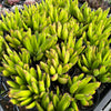 Cotyledon Campanulata