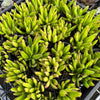 Cotyledon Campanulata