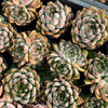 Echeveria ‘White Neptune'