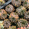 Echeveria ‘White Neptune'