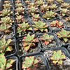 Echeveria longissima x Tacitus bellus