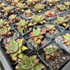 Echeveria longissima x Tacitus bellus