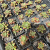 Echeveria longissima x Tacitus bellus