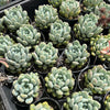xPachyveria 'Clavifolia'