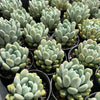 xPachyveria 'Clavifolia'