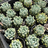 xPachyveria 'Clavifolia'