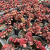 Sedum spurium 'Dragon's Blood'