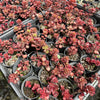 Sedum spurium 'Dragon's Blood'